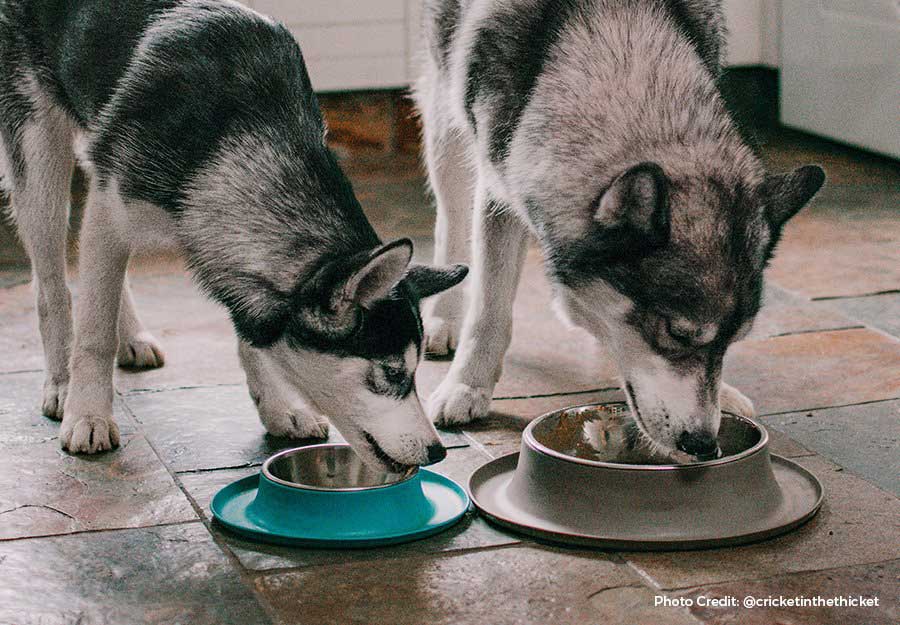 How Long Should Puppies Eat Puppy Food